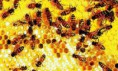 /album/fotogaleria/las-abejas2-jpg/